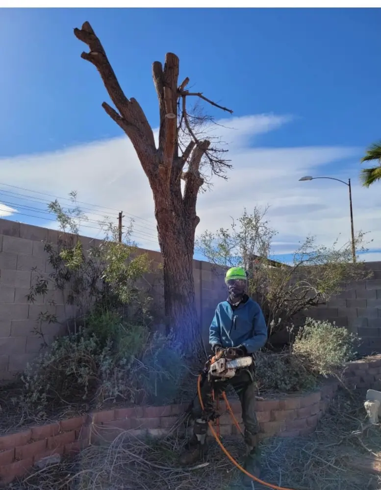 Arborist with a chainsaw beside a dead, topped tree trunk