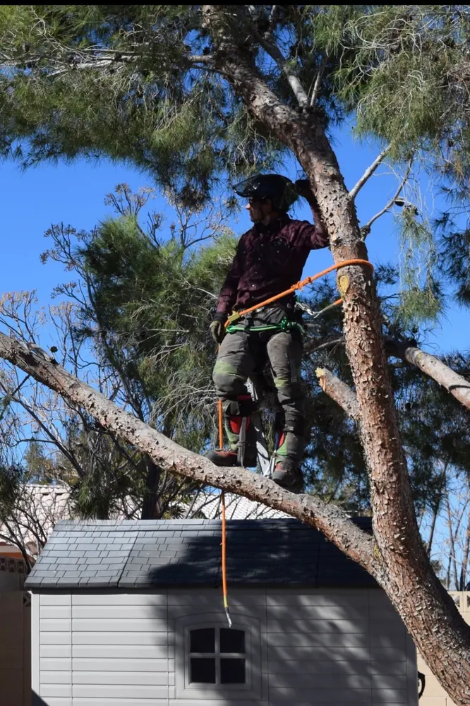 Arborist secured in climbing gear working a structural cut high in a pine