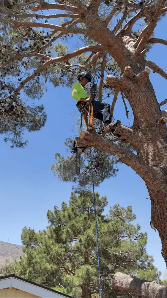 Arborist secured high in a pine making a structural cut