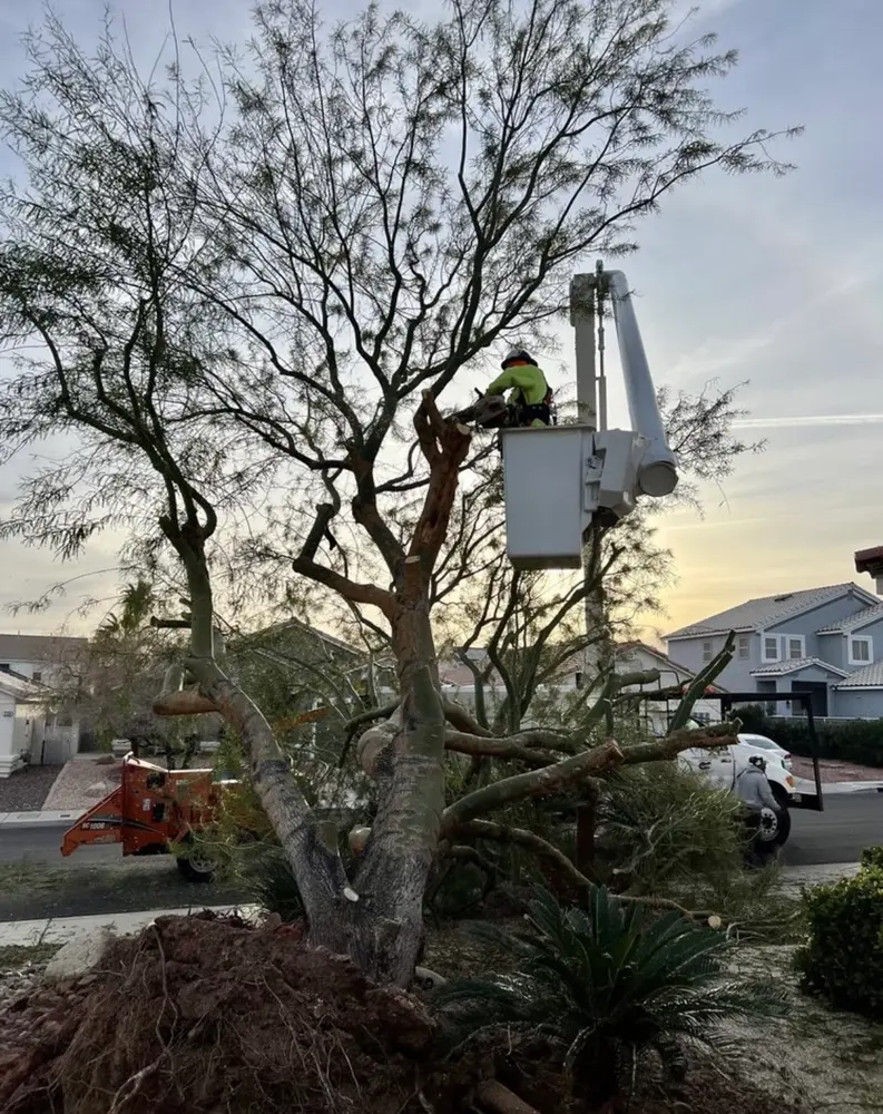 Crew trimming a mesquite tree from a bucket truck at dusk