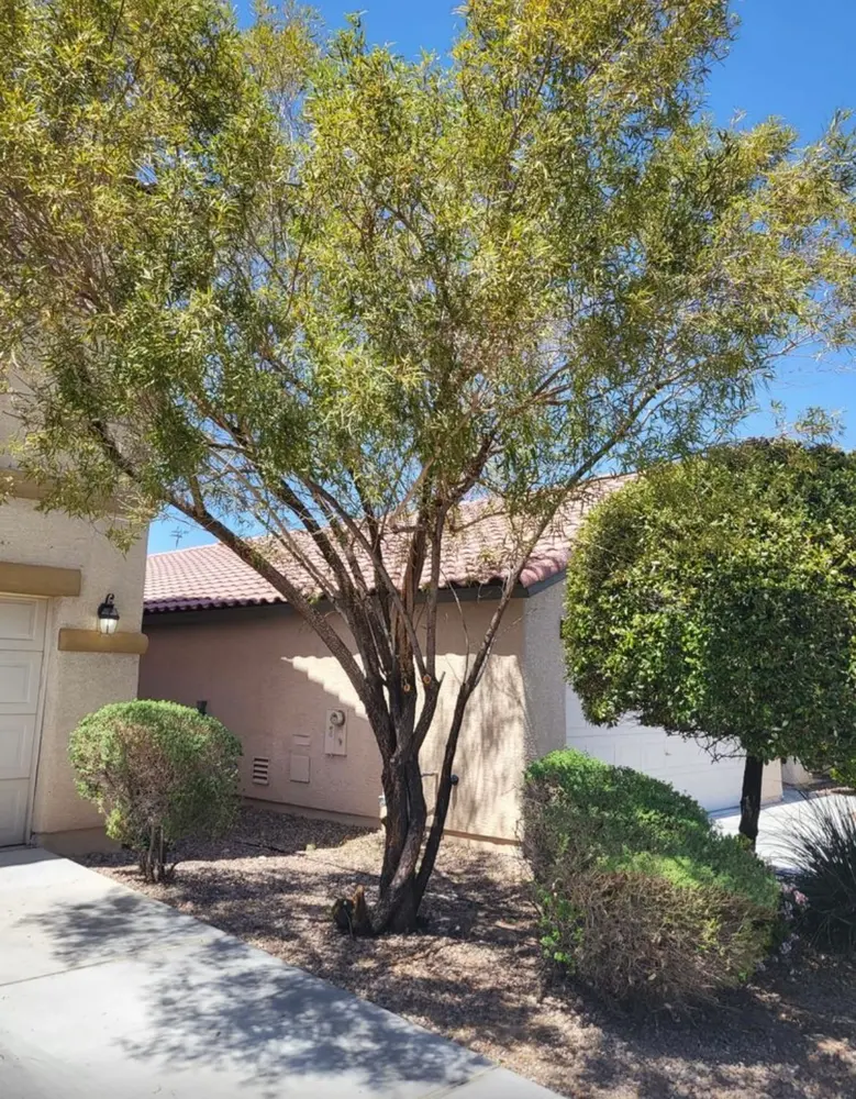 Trimmed shade tree framing a home's courtyard entry