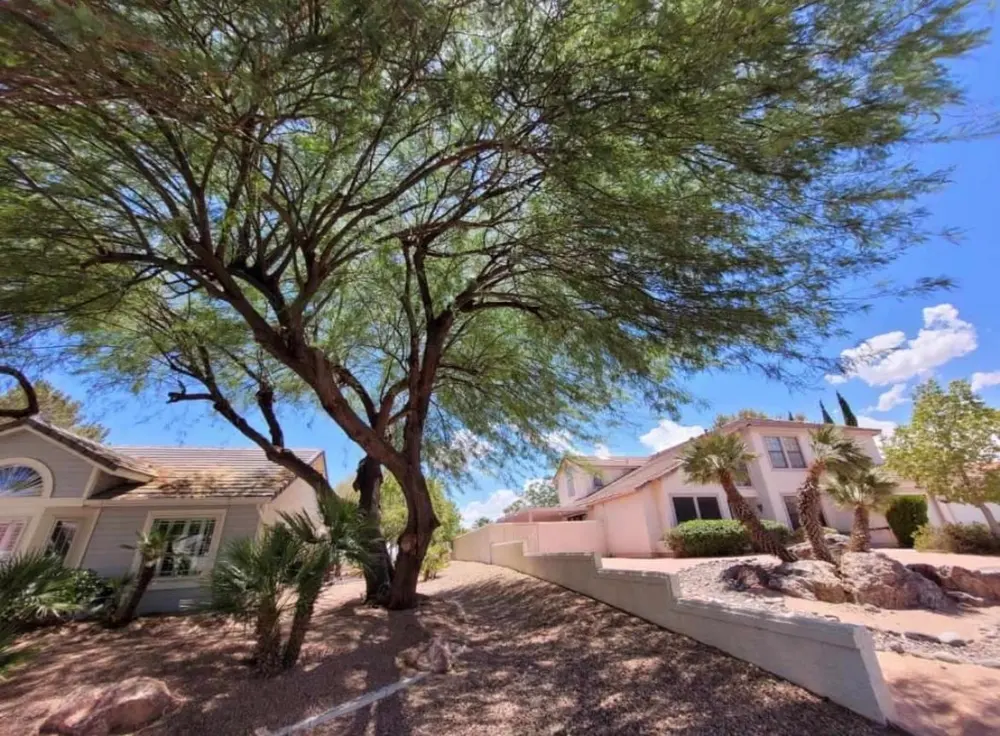 Large mesquite tree shading a two-story home's front yard