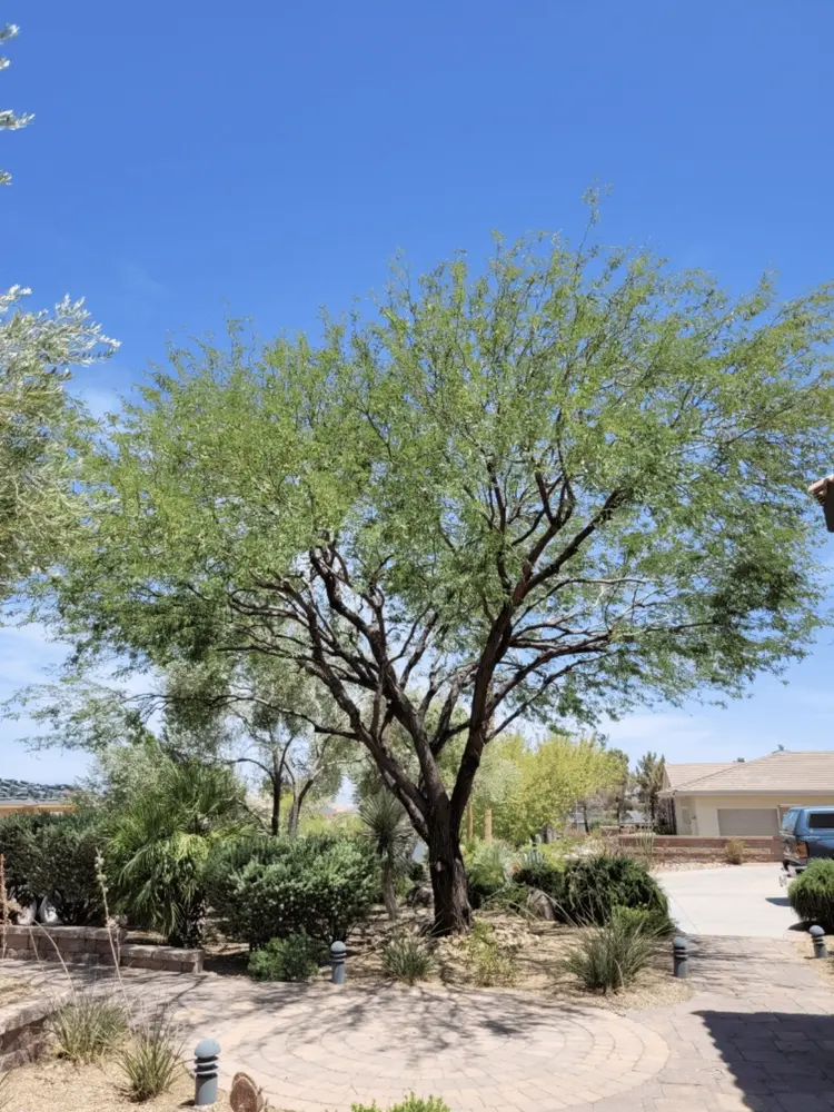 Mesquite tree shading a front yard along a residential sidewalk