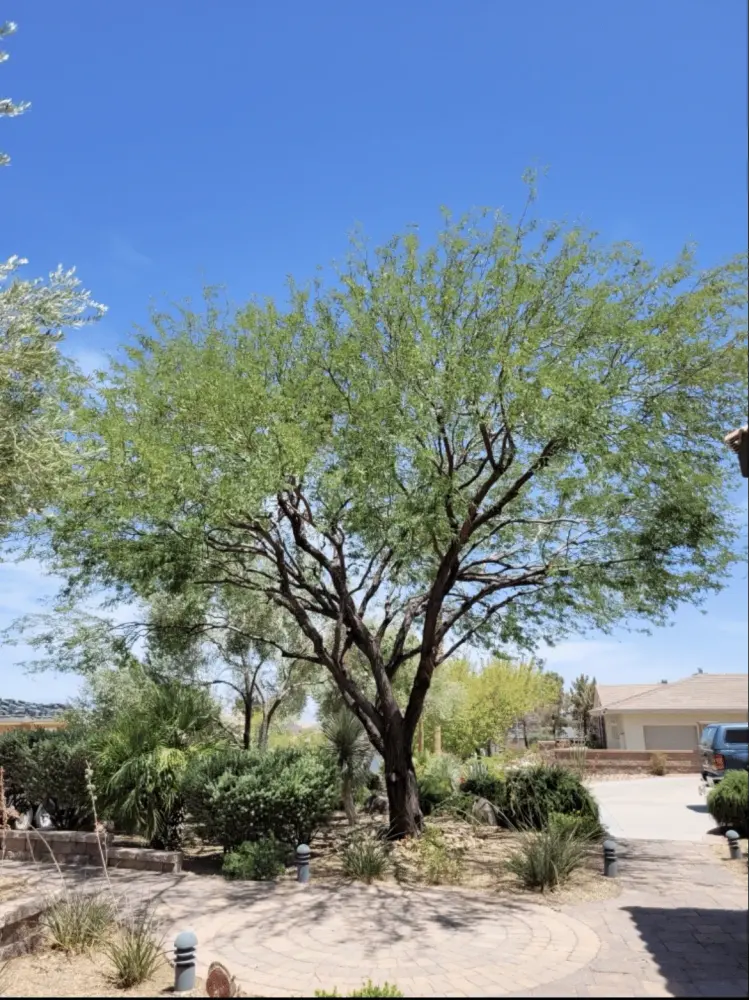 Mature mesquite tree shading a Las Vegas front yard