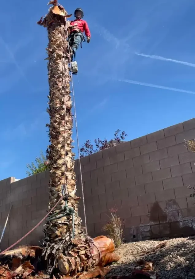 Arborist rigged high on a palm trunk during a sectional removal