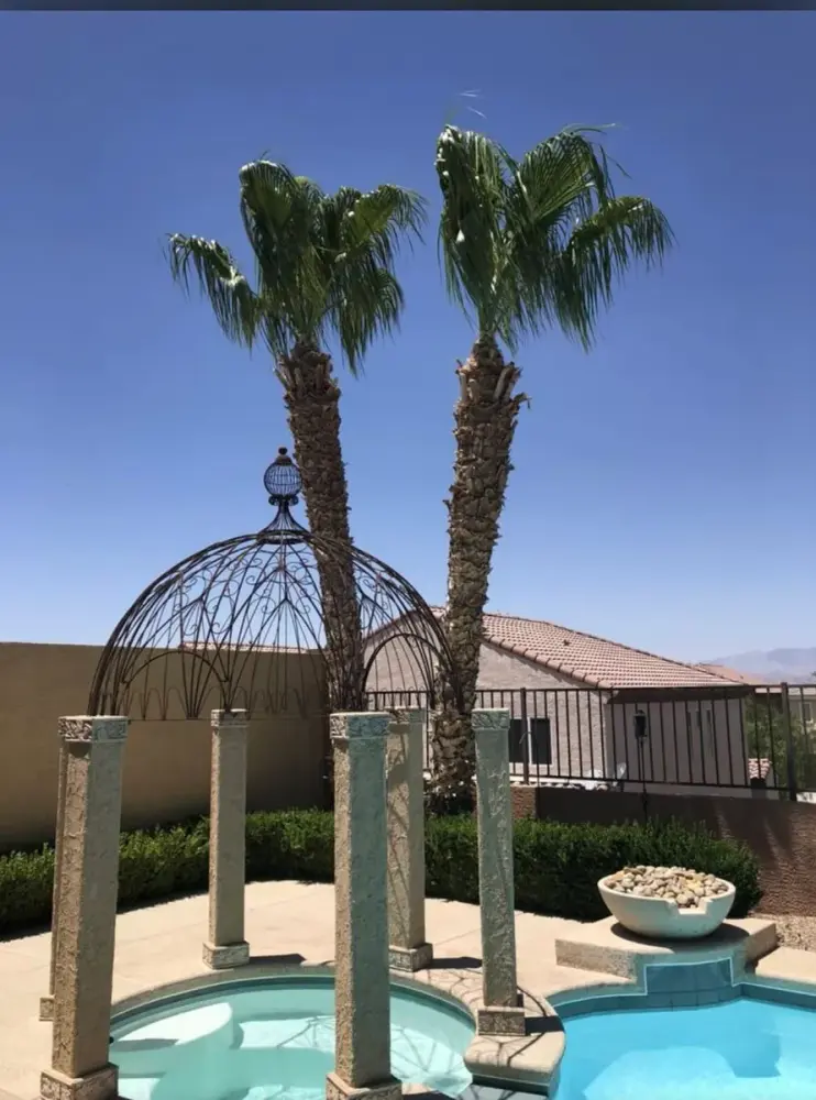 The same palm trees neatly trimmed and skirted after service