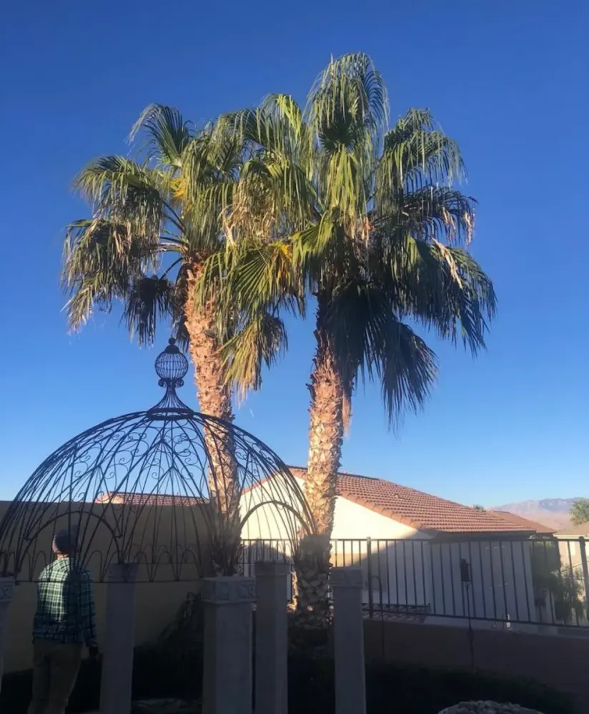 Overgrown, shaggy palm trees before trimming