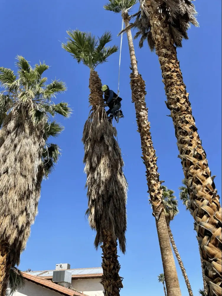 Crew member rigged up trimming a tall fan palm