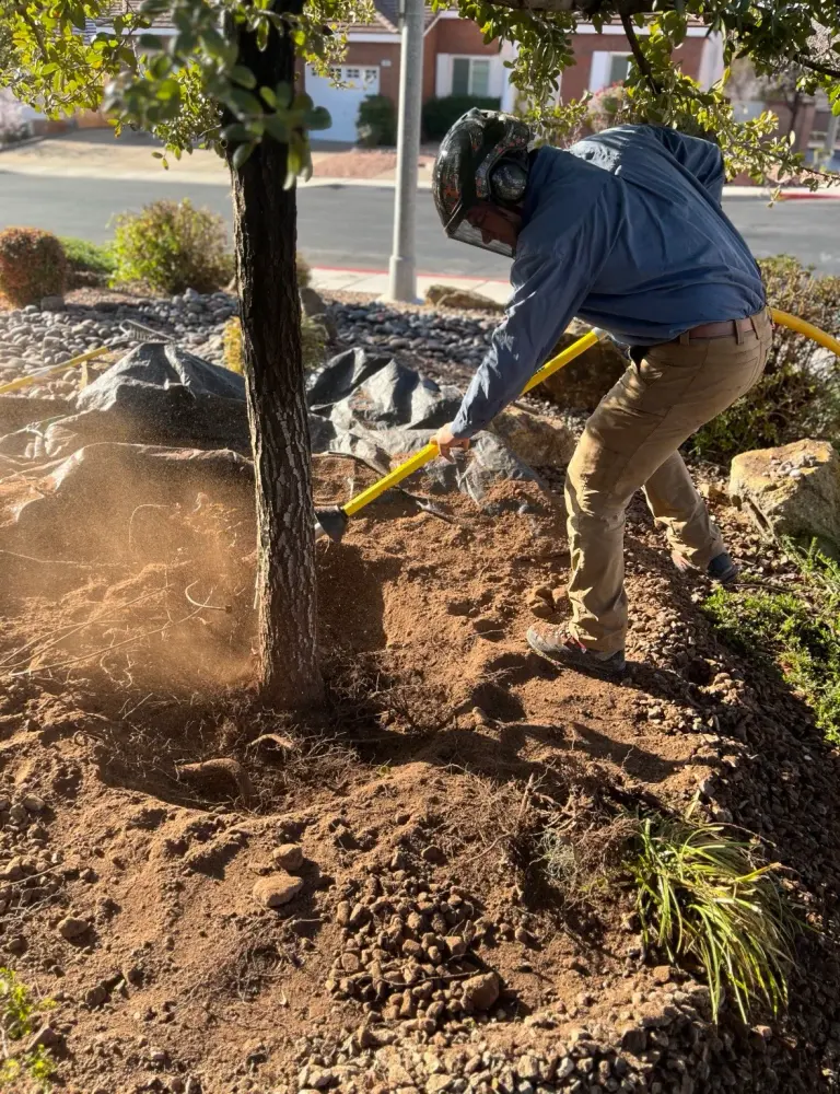 Crew member performing a root collar excavation at the base of a tree