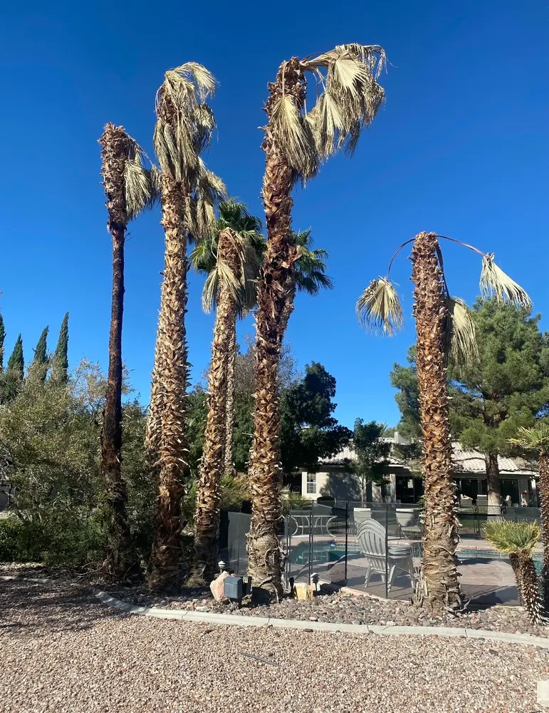 Overgrown fan palms with dead hanging fronds before trimming