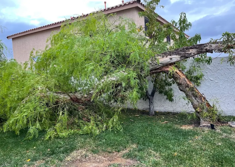 Storm-damaged limb leaning against a house after high winds
