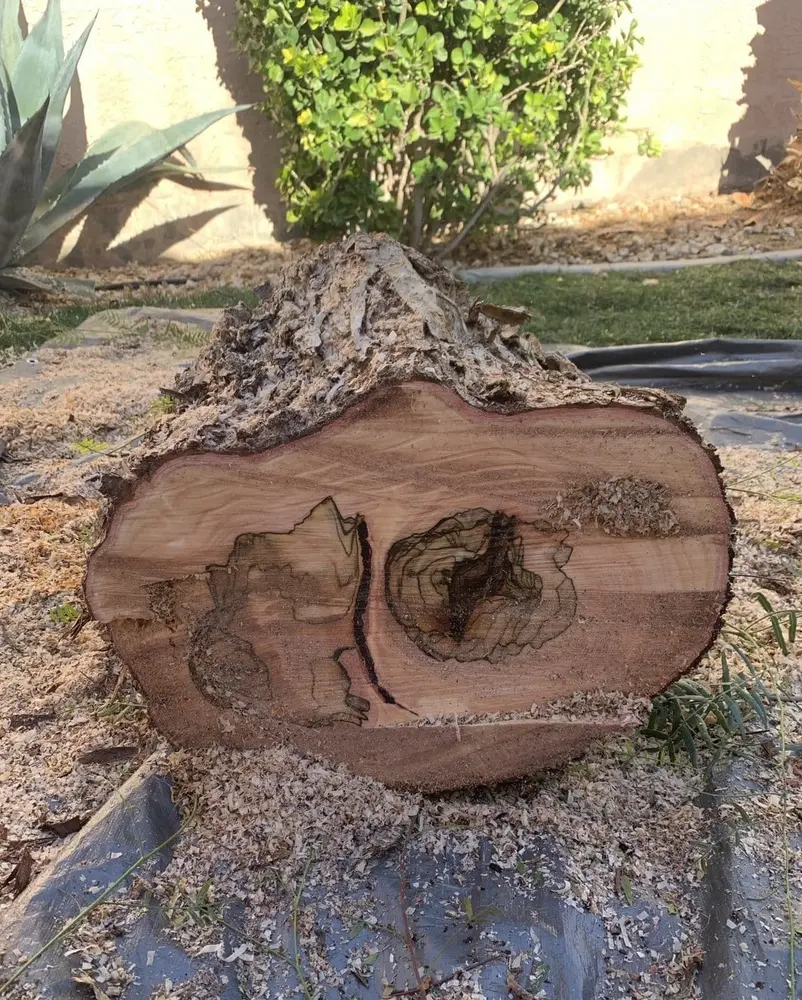 Cross-section of a felled trunk showing internal decay