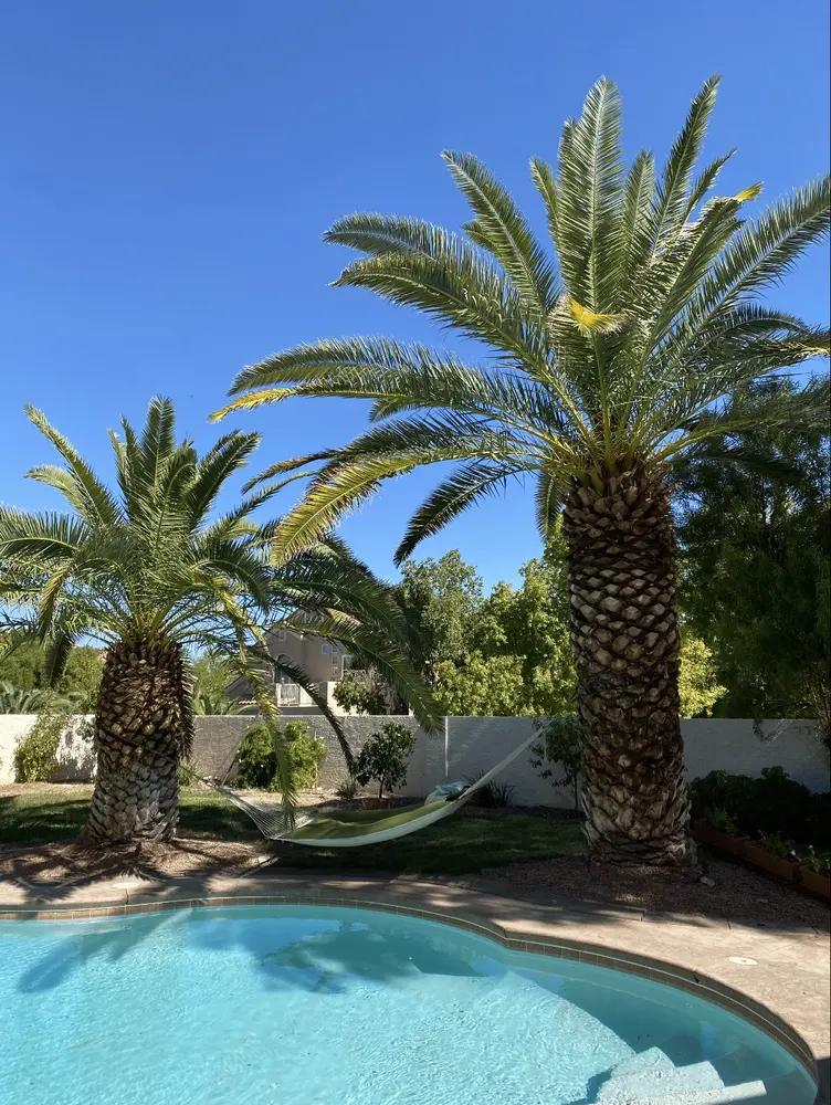 Twin date palms trimmed and shaped beside a backyard pool